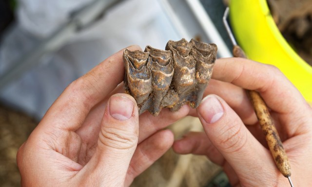 A person holds a fossilized jawbone with teeth, displaying intricate details and dirt smudges on their hands.