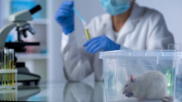 A laboratory scene featuring a researcher in a coat and mask, handling a pipette near a clear container with a rat inside.