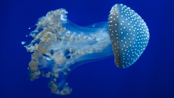 A translucent jellyfish with white spots gracefully swims against a deep blue background.