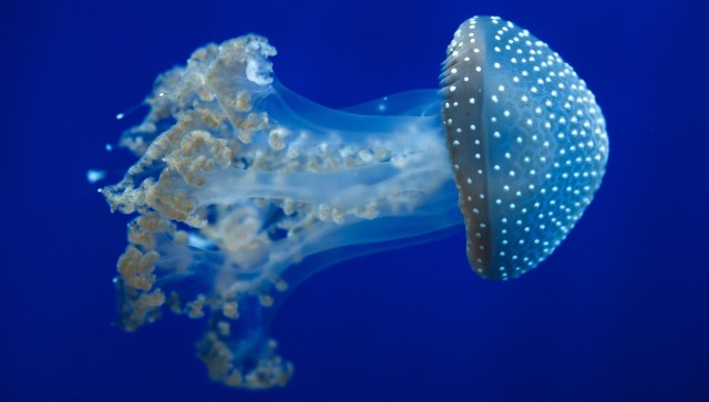 A translucent jellyfish with white spots gracefully swims against a deep blue background.