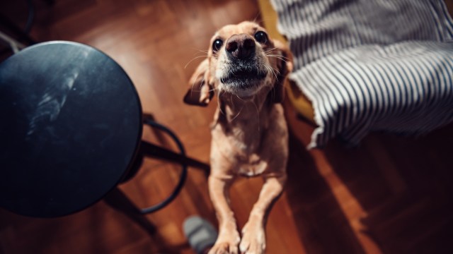 A playful dog stands on its hind legs, trying to get its owner attention, with a wooden floor and a black stool nearby.