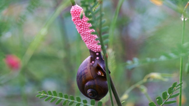 An apple snail laying pink eggs on a plant stem.
