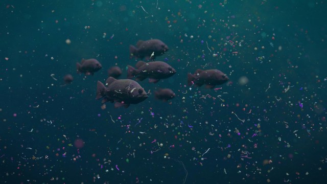 A group of fish swims through water filled with colorful plastic debris.