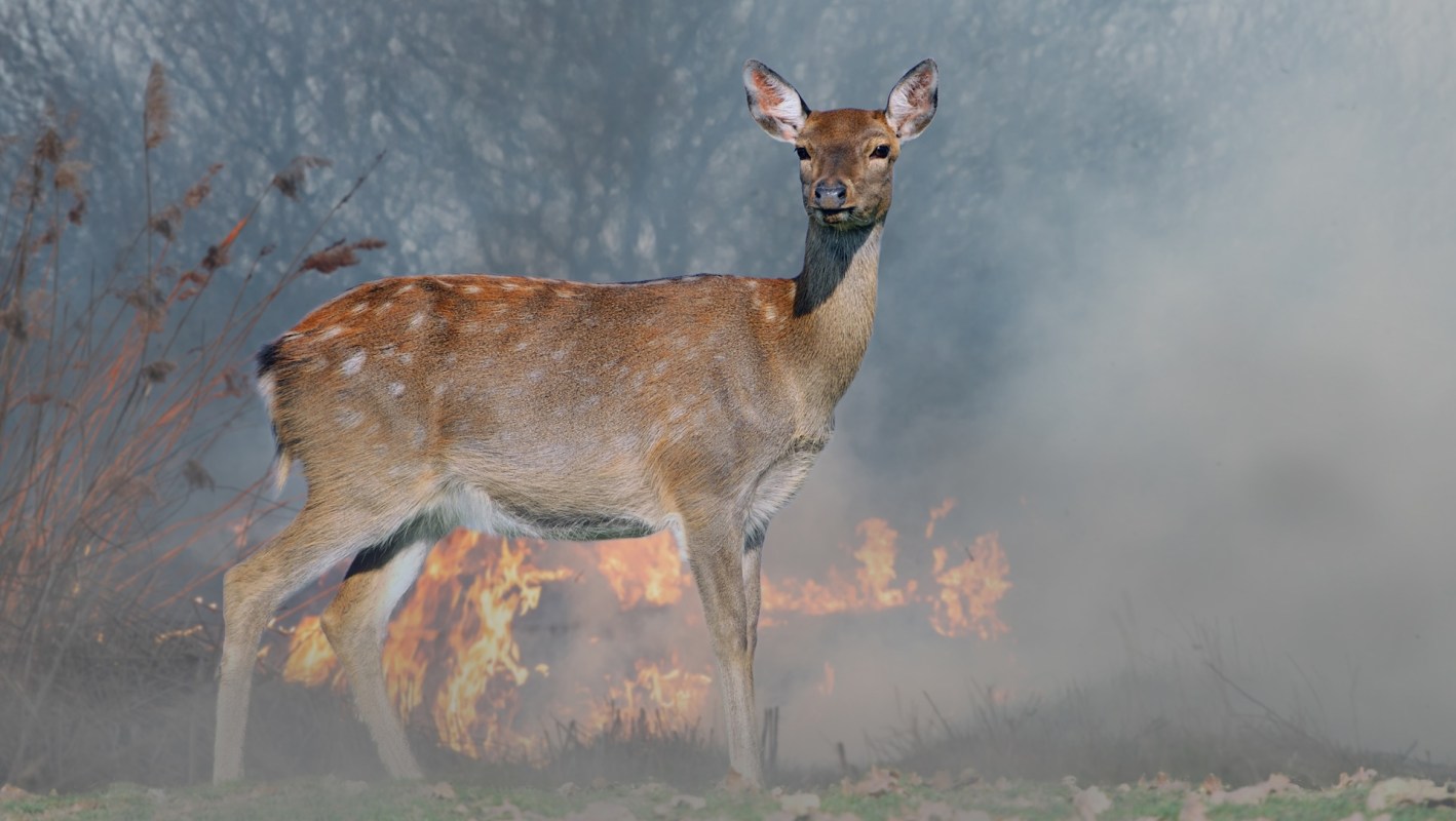 A deer stands in a field with flames and smoke in the background.