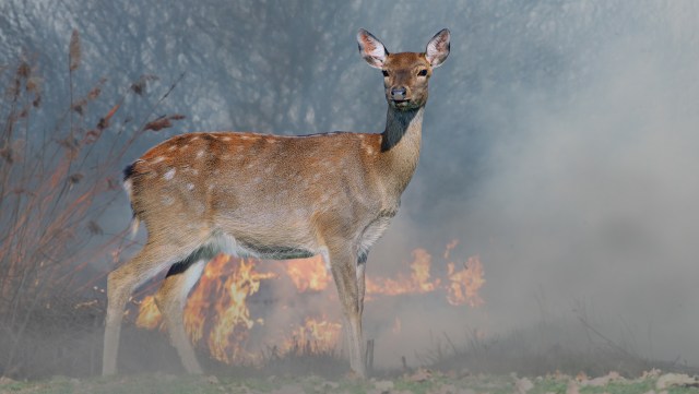 A deer stands in a field with flames and smoke in the background.