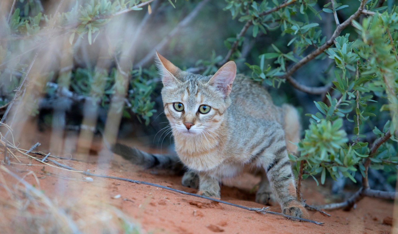 A cat crouching under foliage.