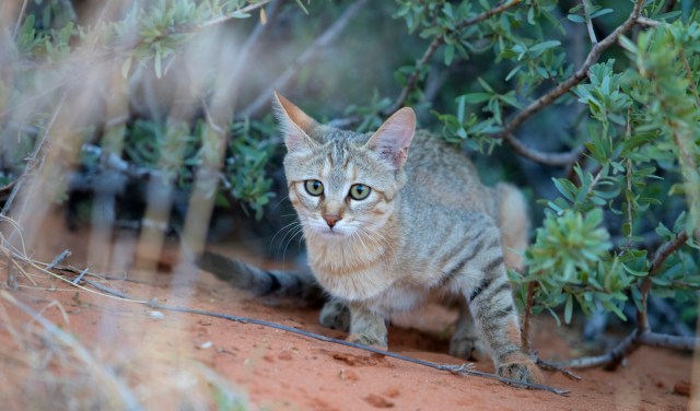 A cat crouching under foliage.