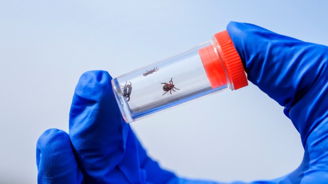 A hand in a blue glove holds a clear container with three ticks inside against a bright background.