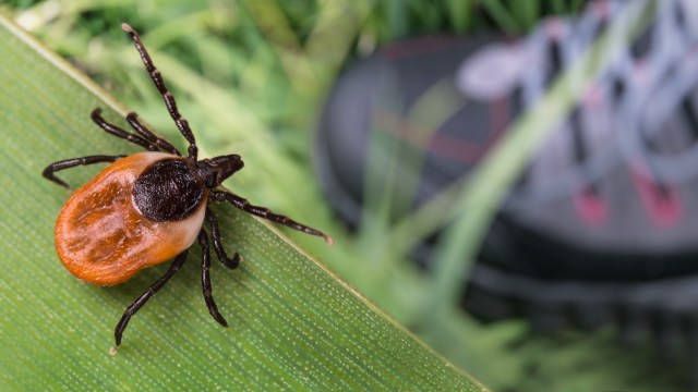 A close-up of a tick on a green leaf with a blurred sneaker in the background.