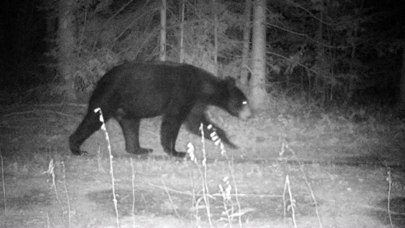 In security camera footage, a bear walks along a path in a dark forest.