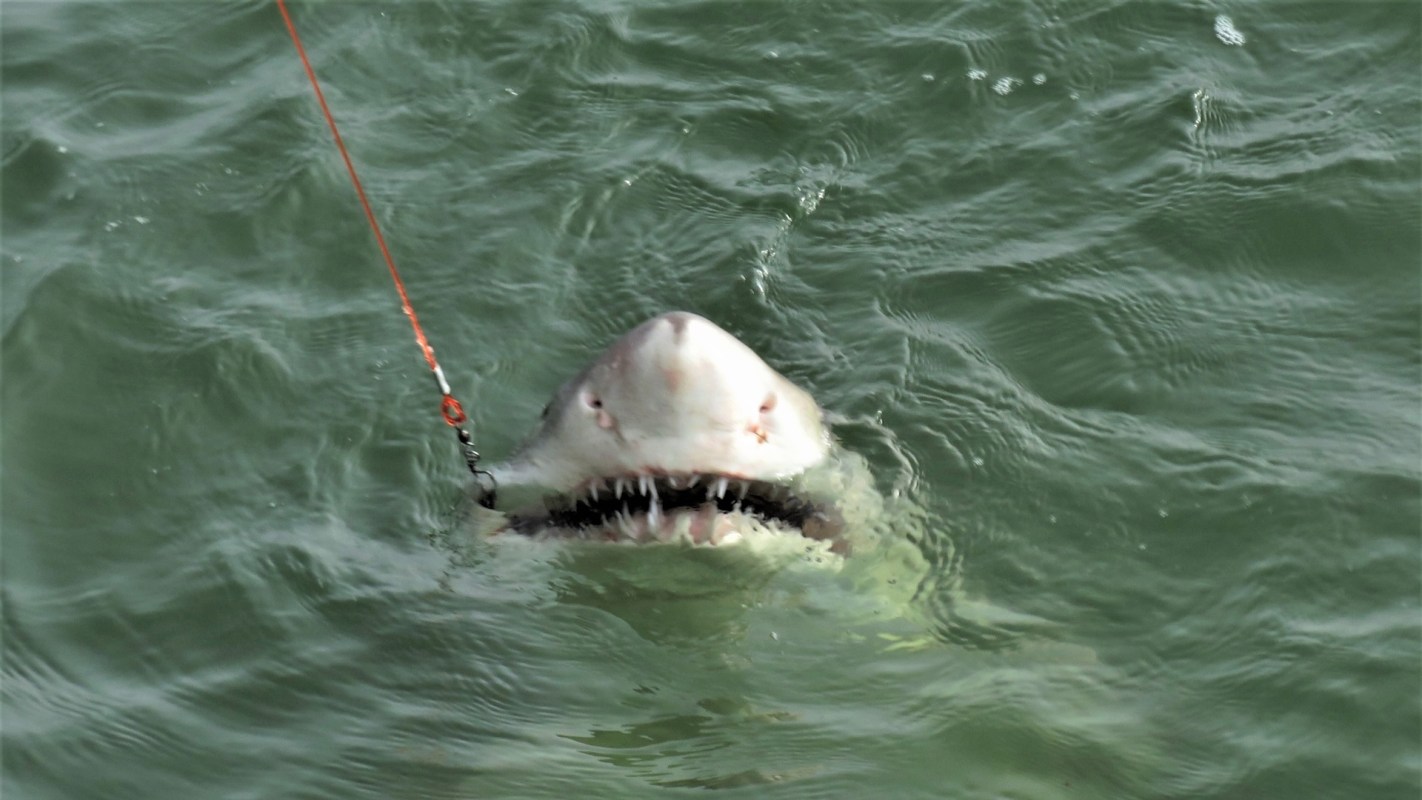 A shark caught on a fishing line.