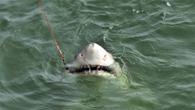 A shark caught on a fishing line.