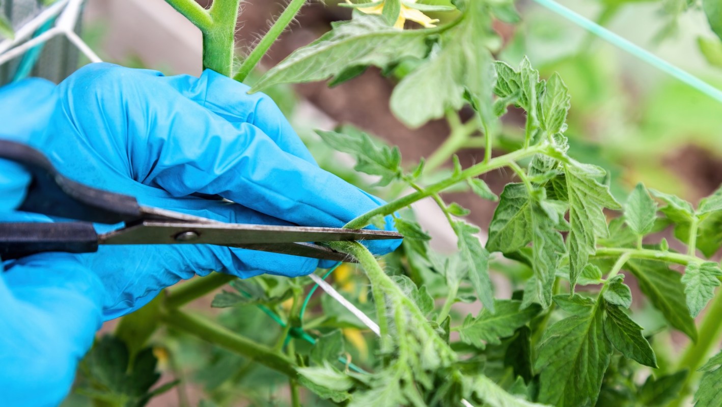 A gloved hand using scissors to prune a tomato plant in a garden.