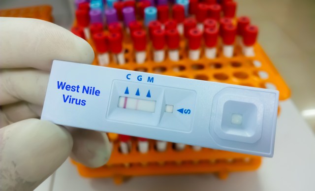 A gloved hand holds a West Nile virus test strip in front of a tray of blood test tubes.