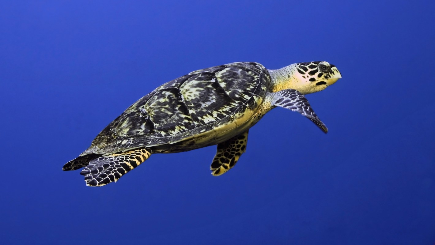 A hawksbill sea turtle swimming underwater.