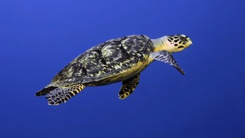 A hawksbill sea turtle swimming underwater.