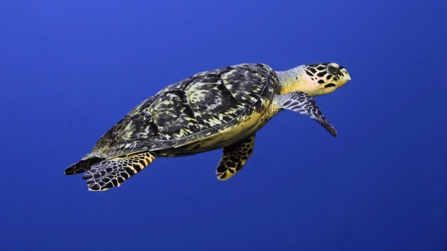 A hawksbill sea turtle swimming underwater.