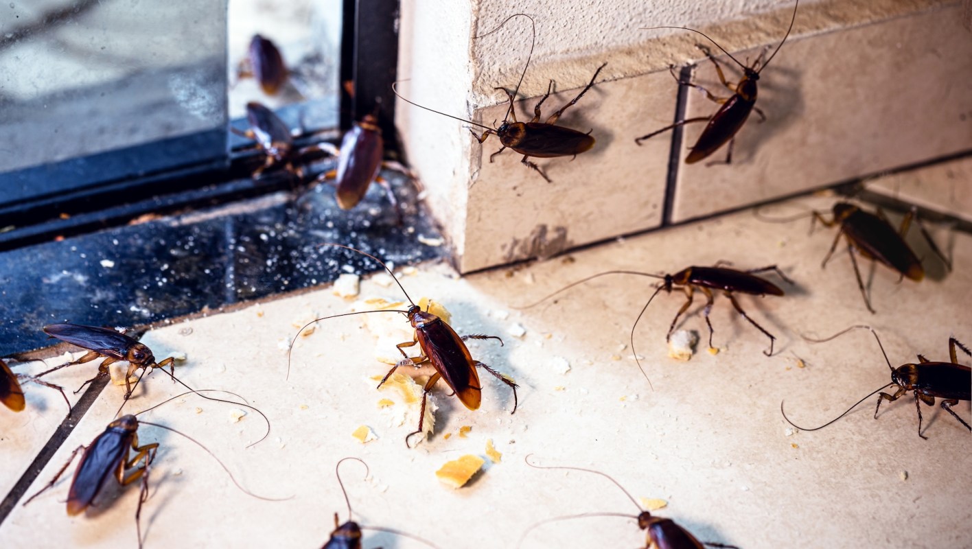 Several cockroaches on a tiled floor near a window with food crumbs scattered around.