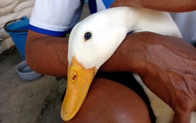 A person holds a white duck close, showcasing its head and beak against a blurred background.