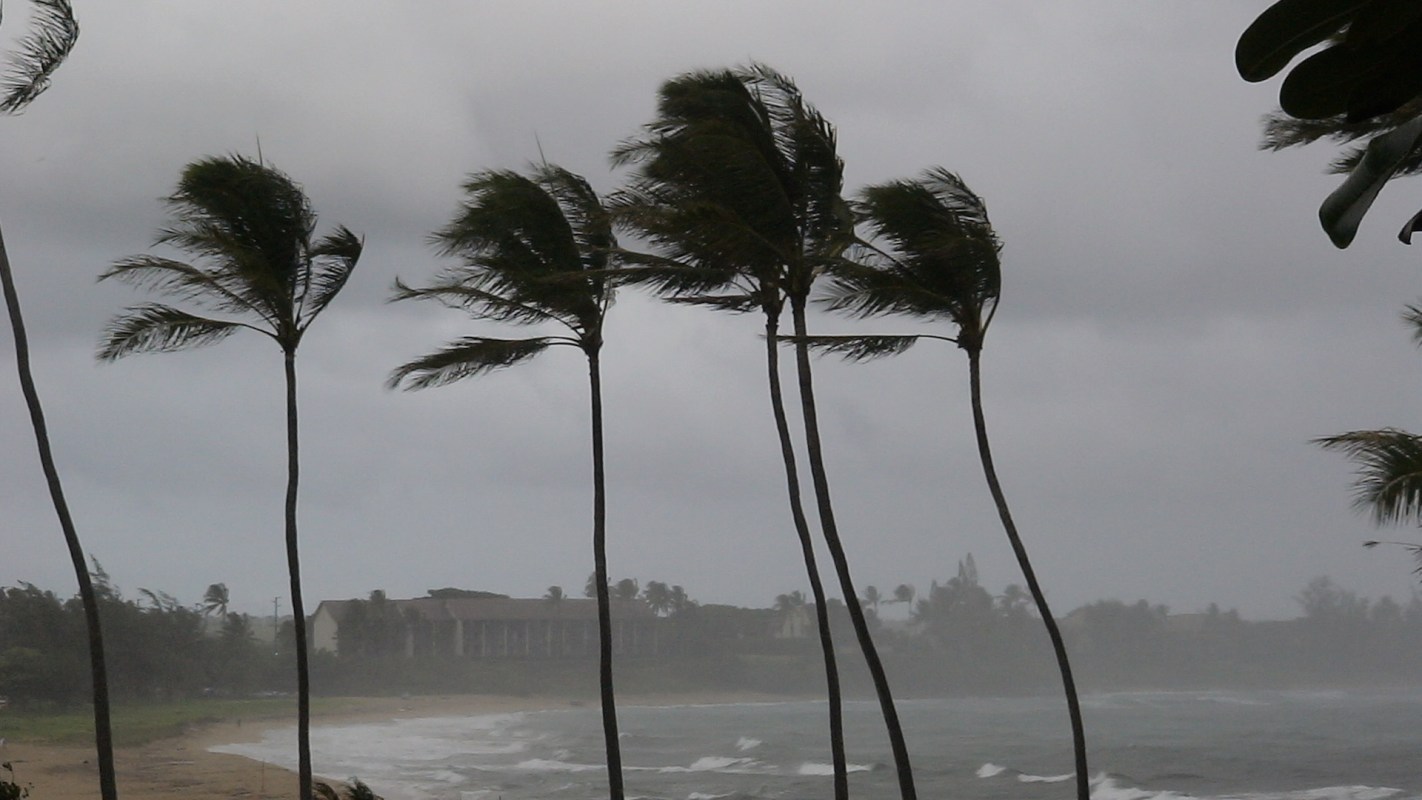 Windy scene with swaying palm trees against a stormy sky and rough ocean waves.