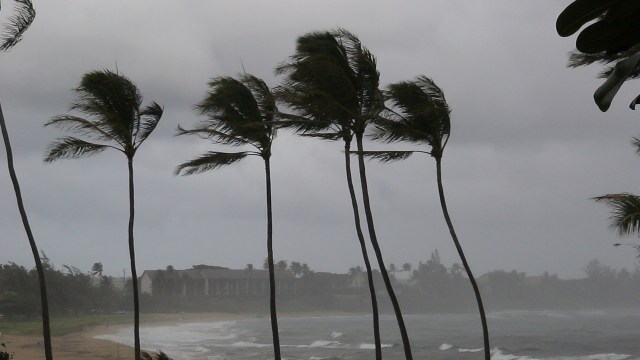 Windy scene with swaying palm trees against a stormy sky and rough ocean waves.