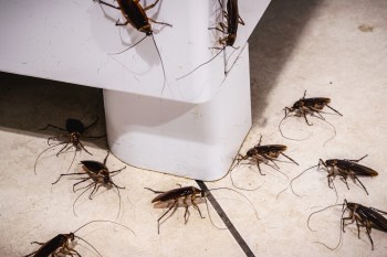 Several cockroaches crawl near a white plastic object on a tiled floor.
