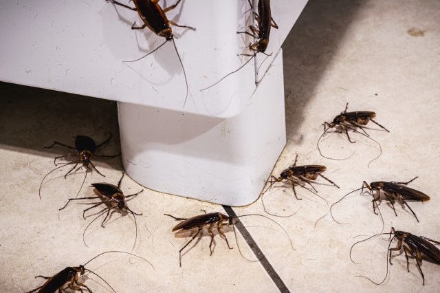 Several cockroaches crawl near a white plastic object on a tiled floor.