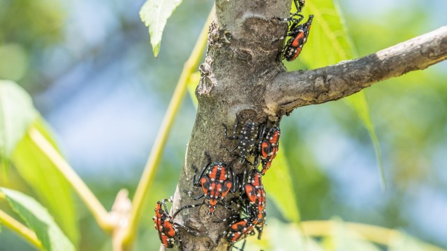 A cluster of red and black spotted lanternflies crawling on a tree branch surrounded by green leaves.