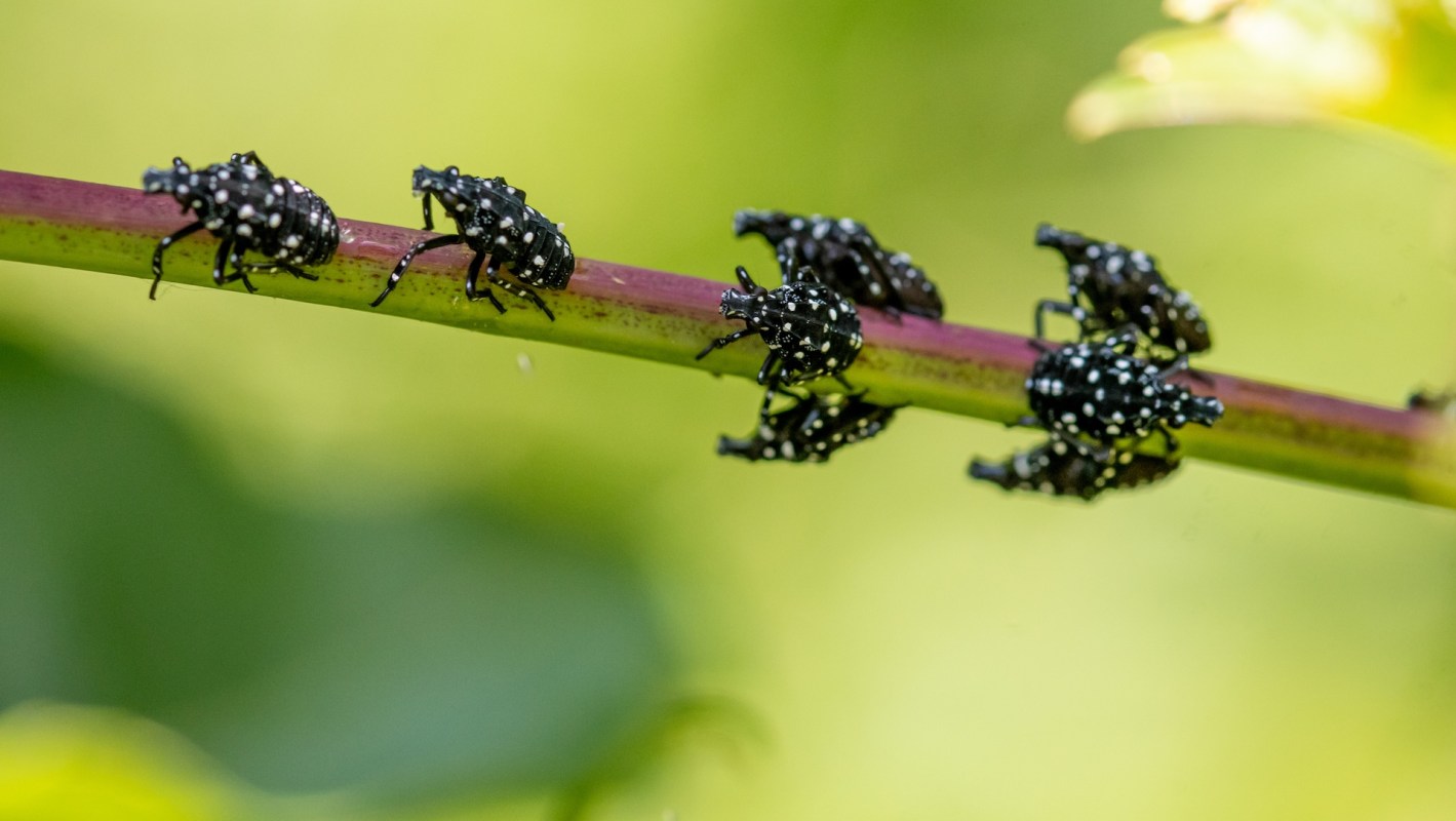 Wingless juvenile spotted lanternflies, black with bright white spots, on a branch.
