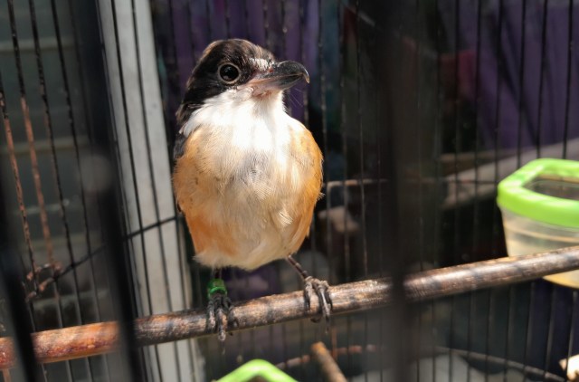 A close-up of a small bird with a black head and orange-brown body perched inside a cage.