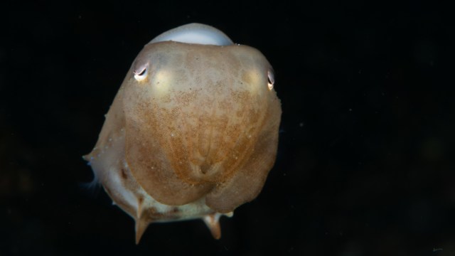 A close-up of a curious dumbo octopus with its body partially illuminated against a dark background.