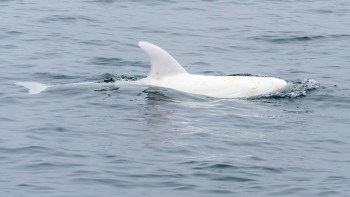 An albino dolphin partially emerges from the water, creating gentle ripples around it.