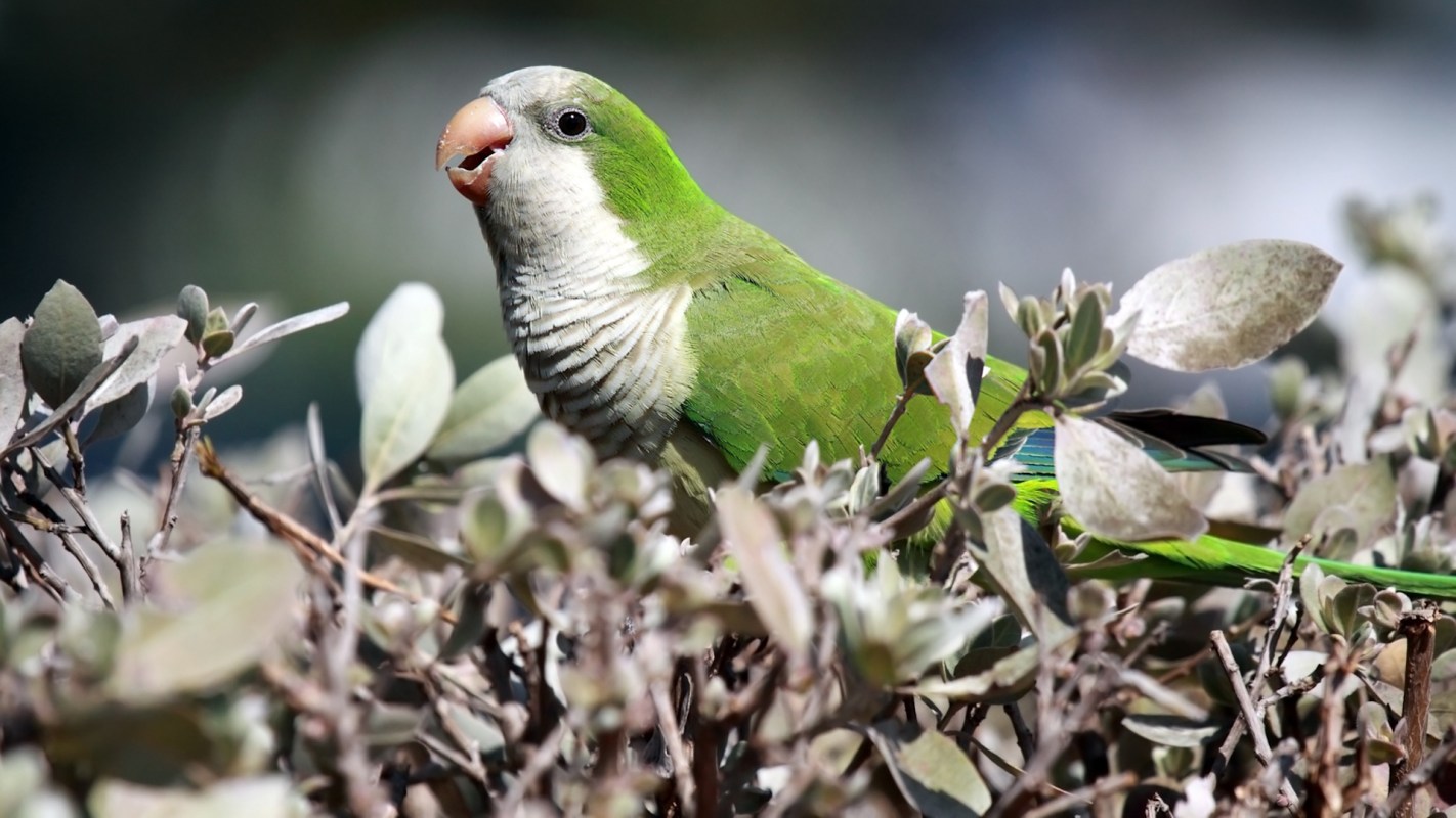 A green monk parakeet perched among leaves, partially hidden, with sunlight highlighting its feathers.