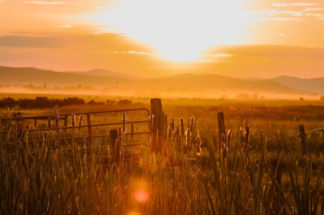 A sunset over a field with cattails.