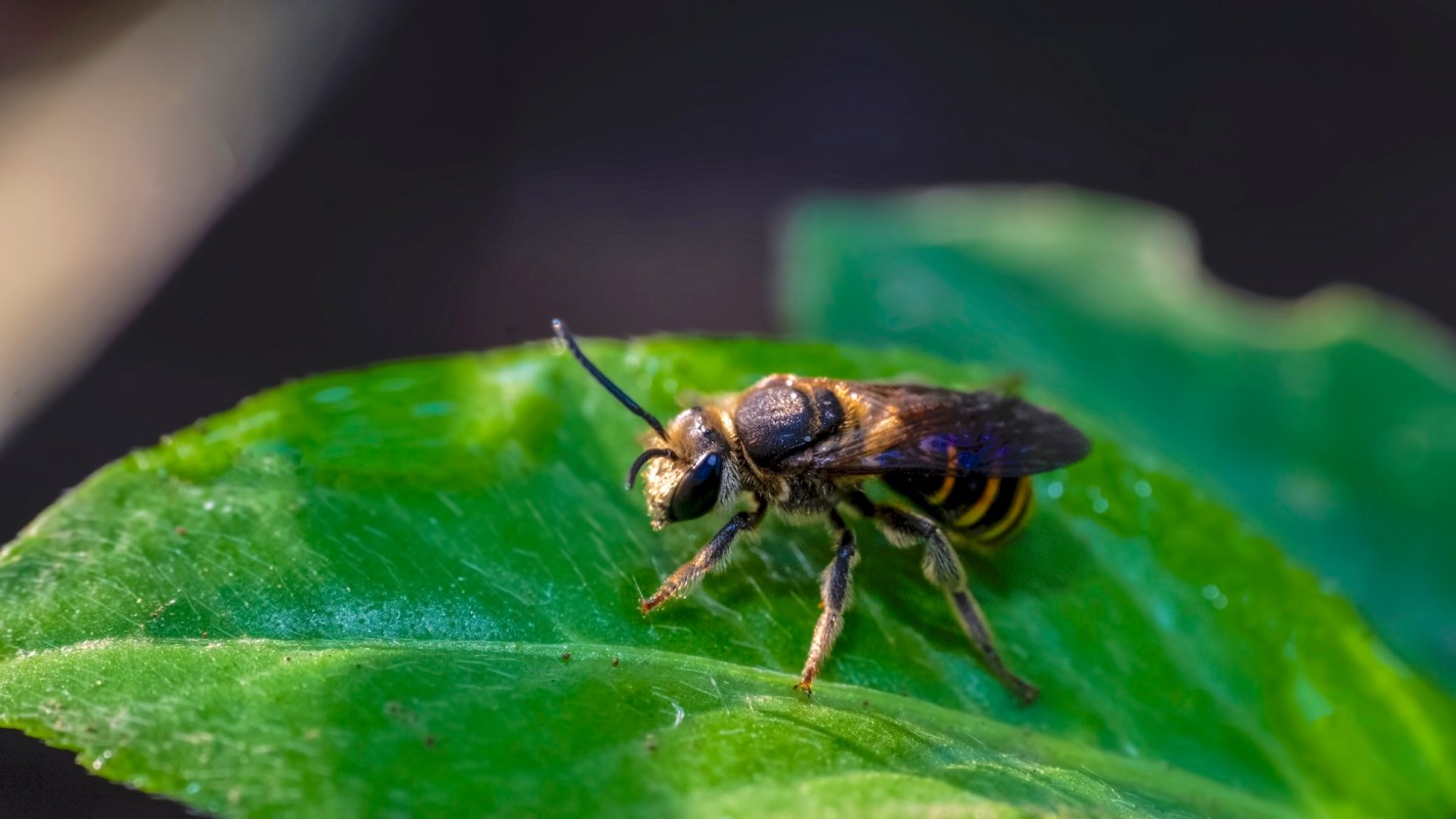 A bee resting on a green leaf.