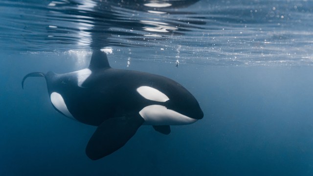 An orca swimming underwater.