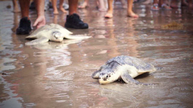 Two baby sea turtles crawl across a wet sandy surface, surrounded by people in the background.