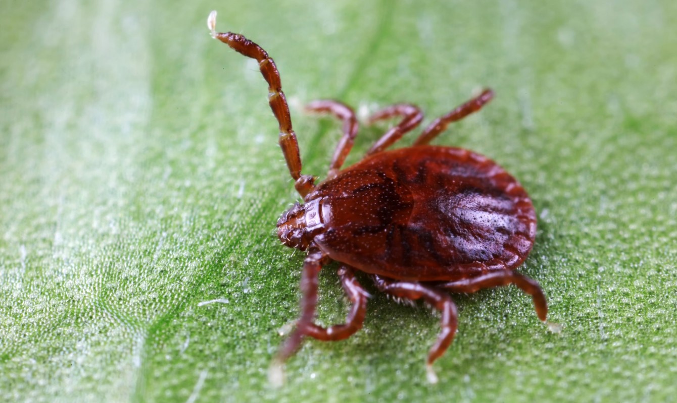 A tick on a green leaf.