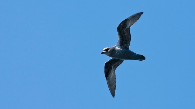 A gray petrel bird with long wings gliding through a clear blue sky.