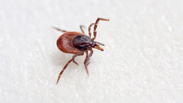 A close-up of a tick on a white surface, displaying its reddish-brown body and distinctive mouthparts.