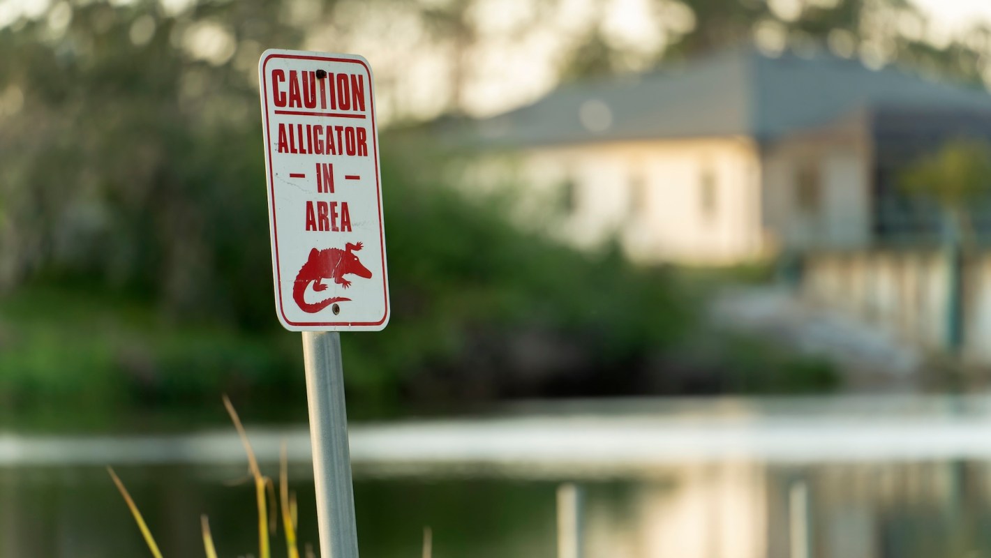 A warning sign reads "Caution: Alligator in area" near a calm body of water and blurred residential background.