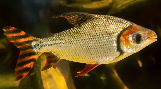 A brightly colored fish with a silver body and orange-black striped tail swimming in water.