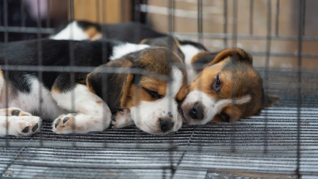 Two sleeping beagle puppies resting closely together in a cage.