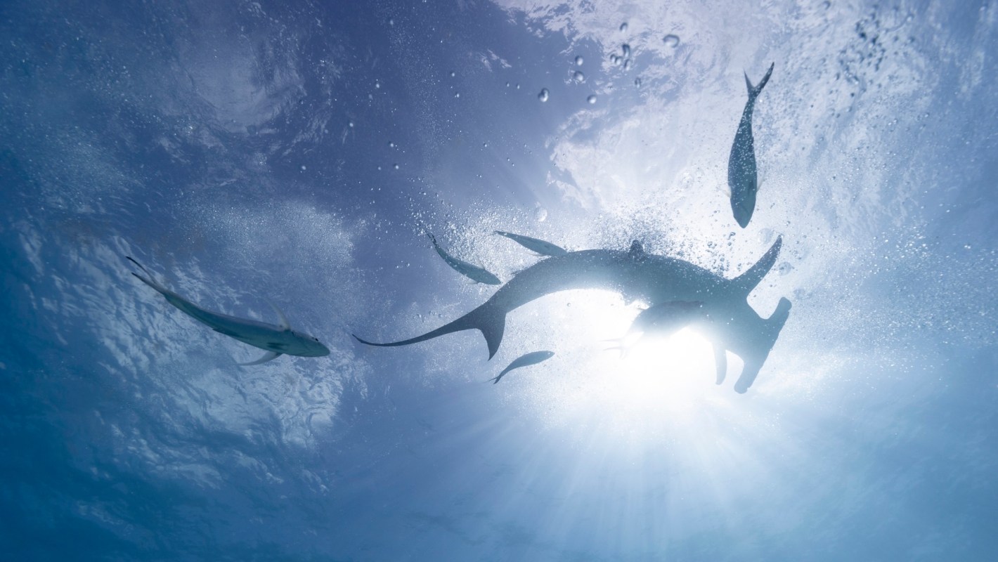 A hammerhead shark swimming near fish.