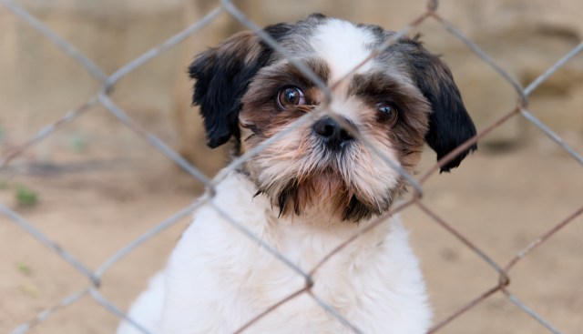A small, brown and white dog gazes through a metal fence in an outdoor setting.