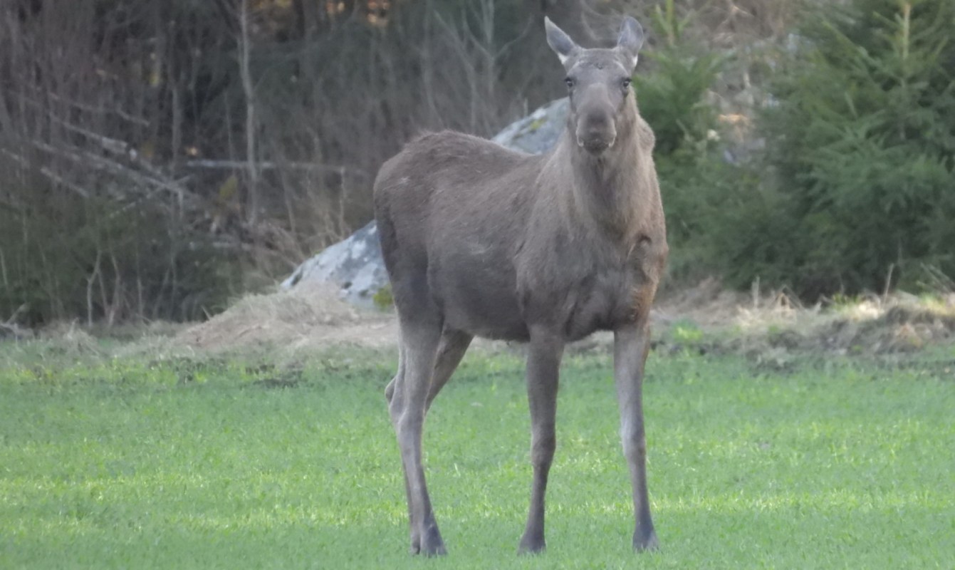 A solitary moose stands in a grassy field with trees in the background.