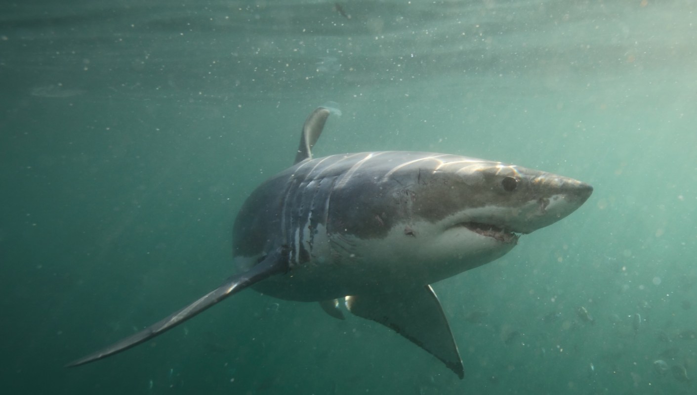 A great white shark swims underwater in clear water with sunlight filtering through the surface.
