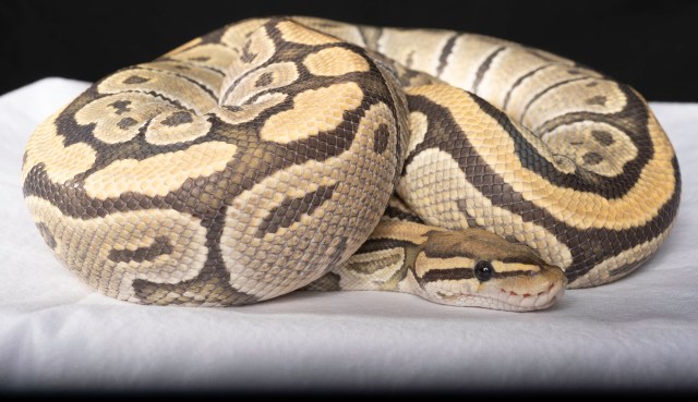 A close-up of a coiled ball python showcasing its patterned scales against a white surface.