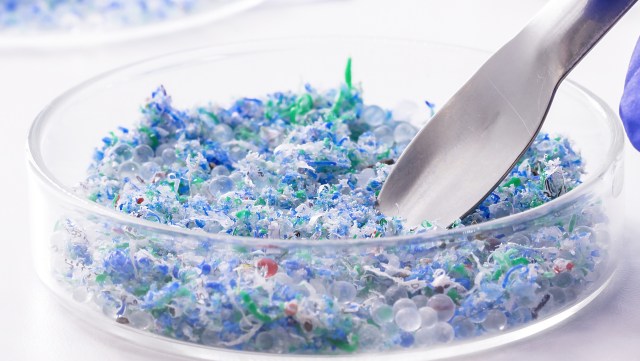 A petri dish filled with mixed blue, green, and transparent plastic particles being examined with a spatula.