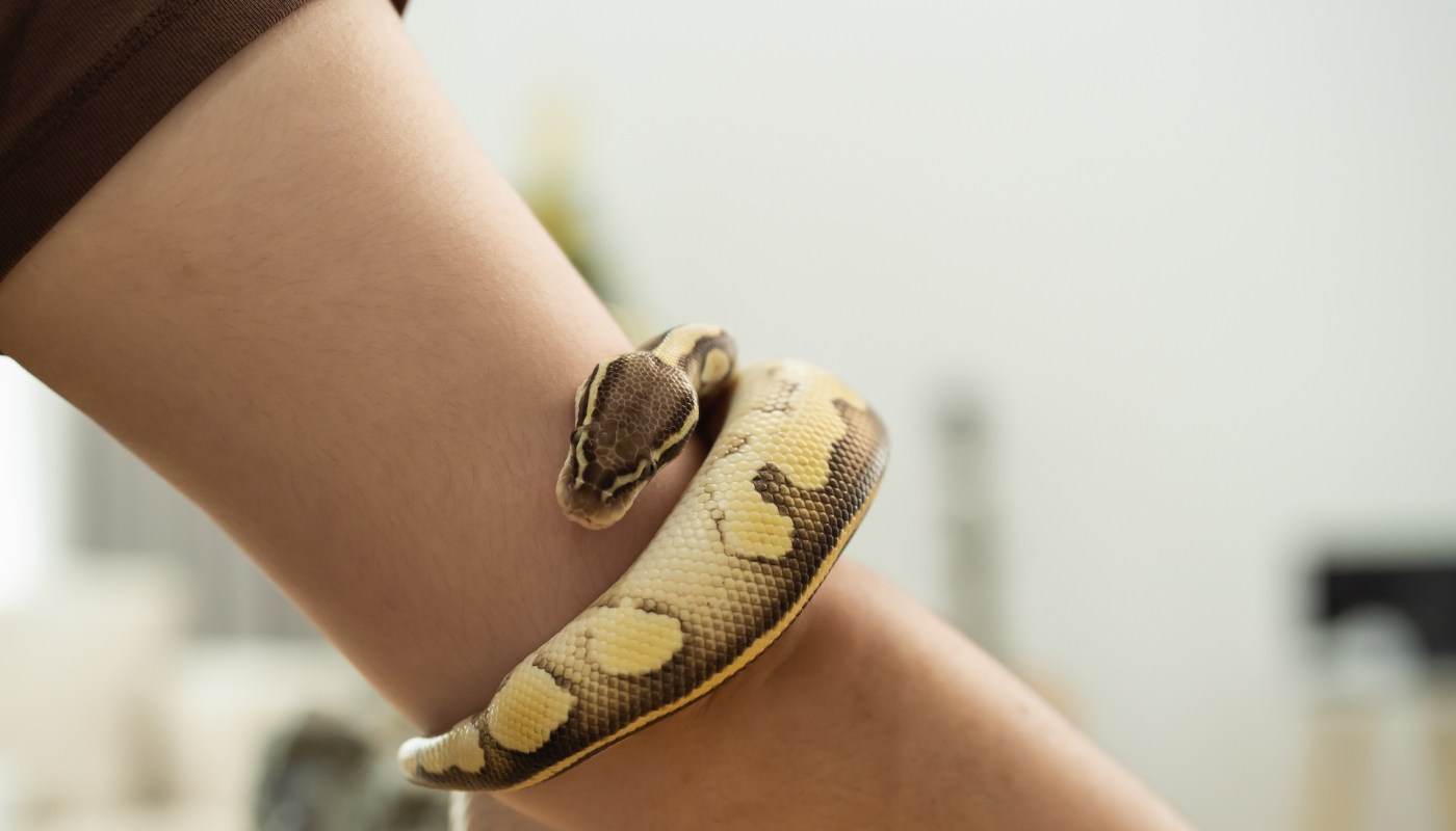 A snake wrapped around a person's wrist.